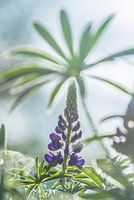 Purple Lupin in Sweden