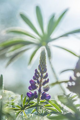 Paarse Lupine in Zweden, veelvoorkomend in Scandinavië