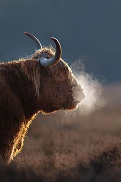 Schotse hooglander met adem op een koude ochtend van Nick van Beusekom