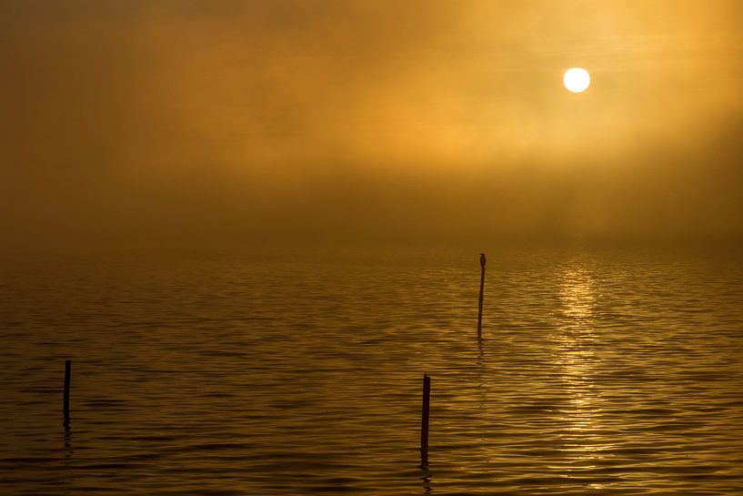 Golden sunrise von Arjan van de Logt