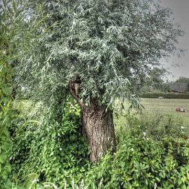 P7030119_tree in grey van HMS