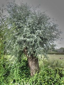 P7030119_tree in grey