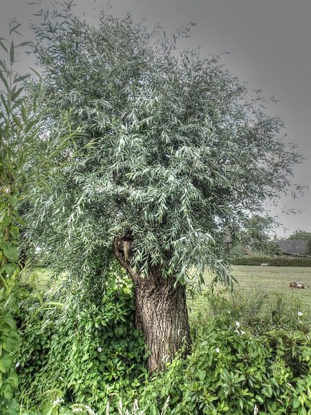 P7030119_tree in grey by HMS