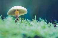 Magic Mushroom von Martijn van den Enk Miniaturansicht