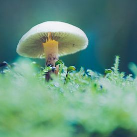 Champignon Magique sur Martijn van den Enk