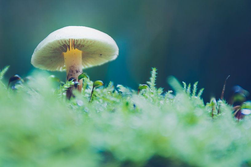 Magic Mushroom von Martijn van den Enk