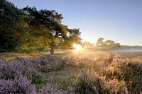 Zonsopgang Heide Veluwe