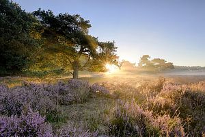 Zonsopgang Heide Veluwe