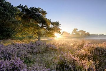 Zonsopgang Heide Veluwe van Gerard Veerling