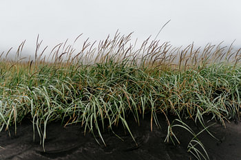 Duinen in IJsland