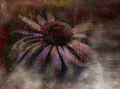 Träumerei mit Sonnenhut Echinacea von Claudia Gründler Miniaturansicht