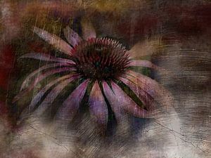 Träumerei mit Sonnenhut Echinacea