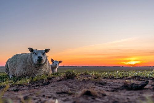 Moeder met lammetje Zonsondergang Texel
