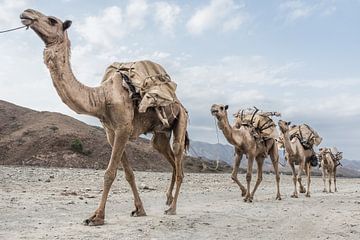 Caravane de chameaux dans le désert d'Ethiopie