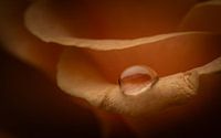 goutte jaune