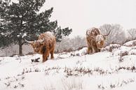 Schotse Hooglanders in de sneeuw. van Albert Beukhof thumbnail