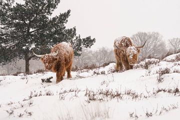 Schotse Hooglanders in de sneeuw. van Albert Beukhof