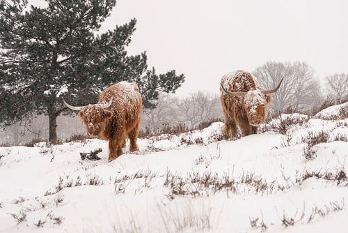 Schotse Hooglanders in de sneeuw.