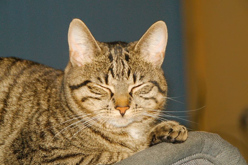 Cat asleep by Michel van der Vegt