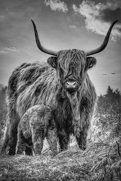 Highlander écossais avec veau en noir et blanc