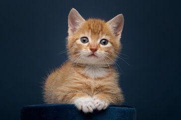 Klein eigenwijs rood kitten poseert van Elles Rijsdijk