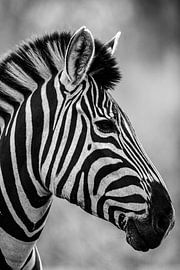 Zebra Schwarz/Weiß von Francois du Plessis