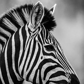 Zebra Schwarz/Weiß von Francois du Plessis