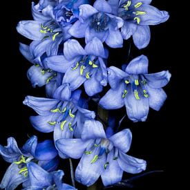 Waldhyazinthe von Jan van der Knaap