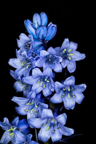 Waldhyazinthe