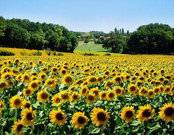 Zonnebloemveld in Frankrijk