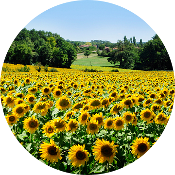 Zonnebloemveld in Frankrijk van Corinne Welp