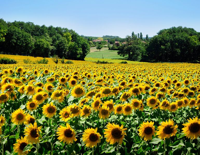 Zonnebloemveld in Frankrijk van Corinne Welp