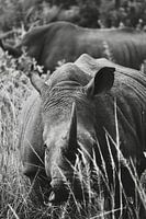 Rhinocéros d'Afrique du Sud