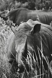 South African Rhinoceros by Emma Mermans