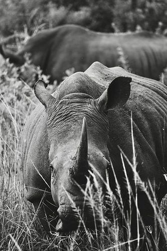 Zuid-Afrikaanse Neushoorn