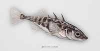 Dreistacheliger Stichling, Gasterosteus aculeatus