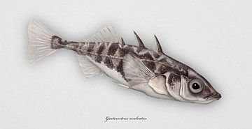 Three-spined stickleback, Gasterosteus aculeatus by Urft Valley Art