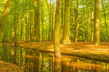 Ruisseau dans une forêt d'un vert éclatant au cours d'une matinée de printemps. sur Sjoerd van der Wal