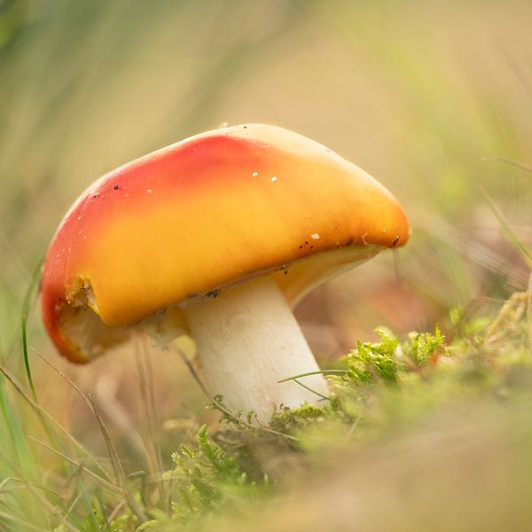Paddenstoel. 2 van Alie Ekkelenkamp