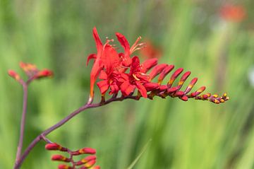 crocosmia by Richard Wareham