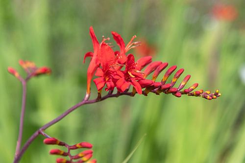 crocosmia