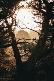 Sonnenaufgang zwischen den Bäumen von Den Treek von Charlotte Hagg