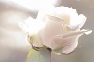 Weiß-rosa Rose von hetty'sfotografie Miniaturansicht