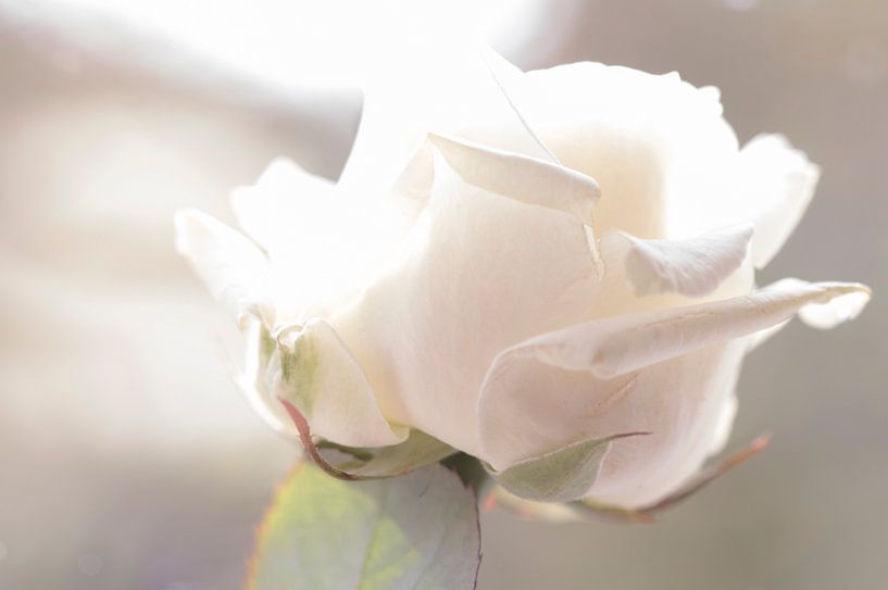 Weiß-rosa Rose von hetty'sfotografie