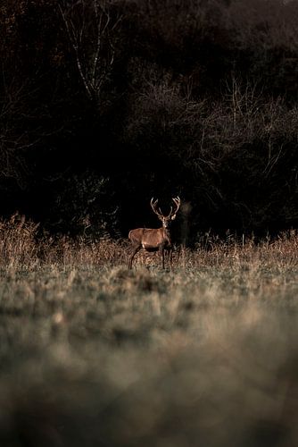 Nobele Wachter in het Bos