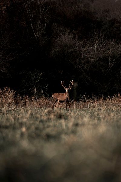 Nobele Wachter in het Bos van Femke Ketelaar