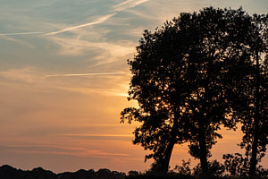 Baumschattenbild und -sonnenuntergang.