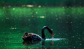 img003 Schwarzer Schwan - Scan von analogem Film von Adrien Hendrickx