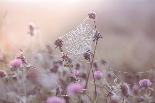 cobweb in the clover