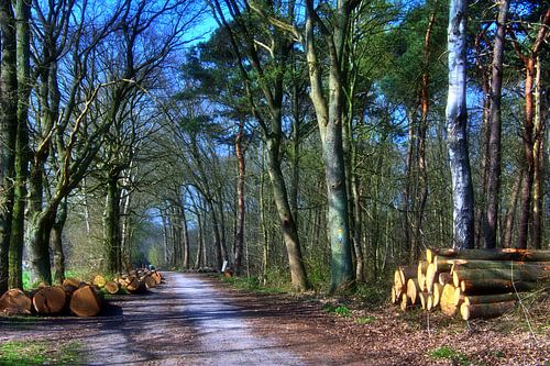 Lente in de Haard